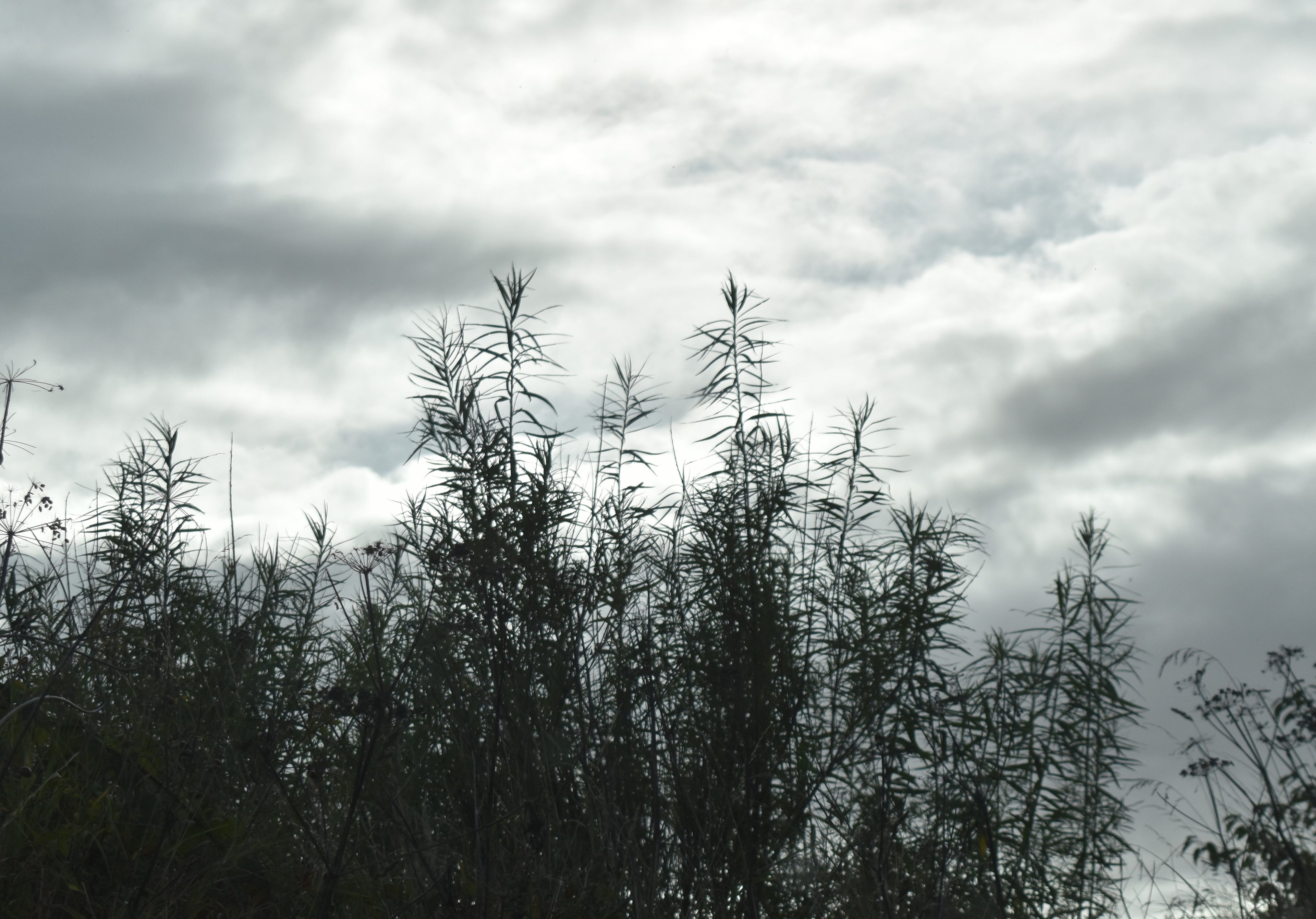Whispers Through the Reeds