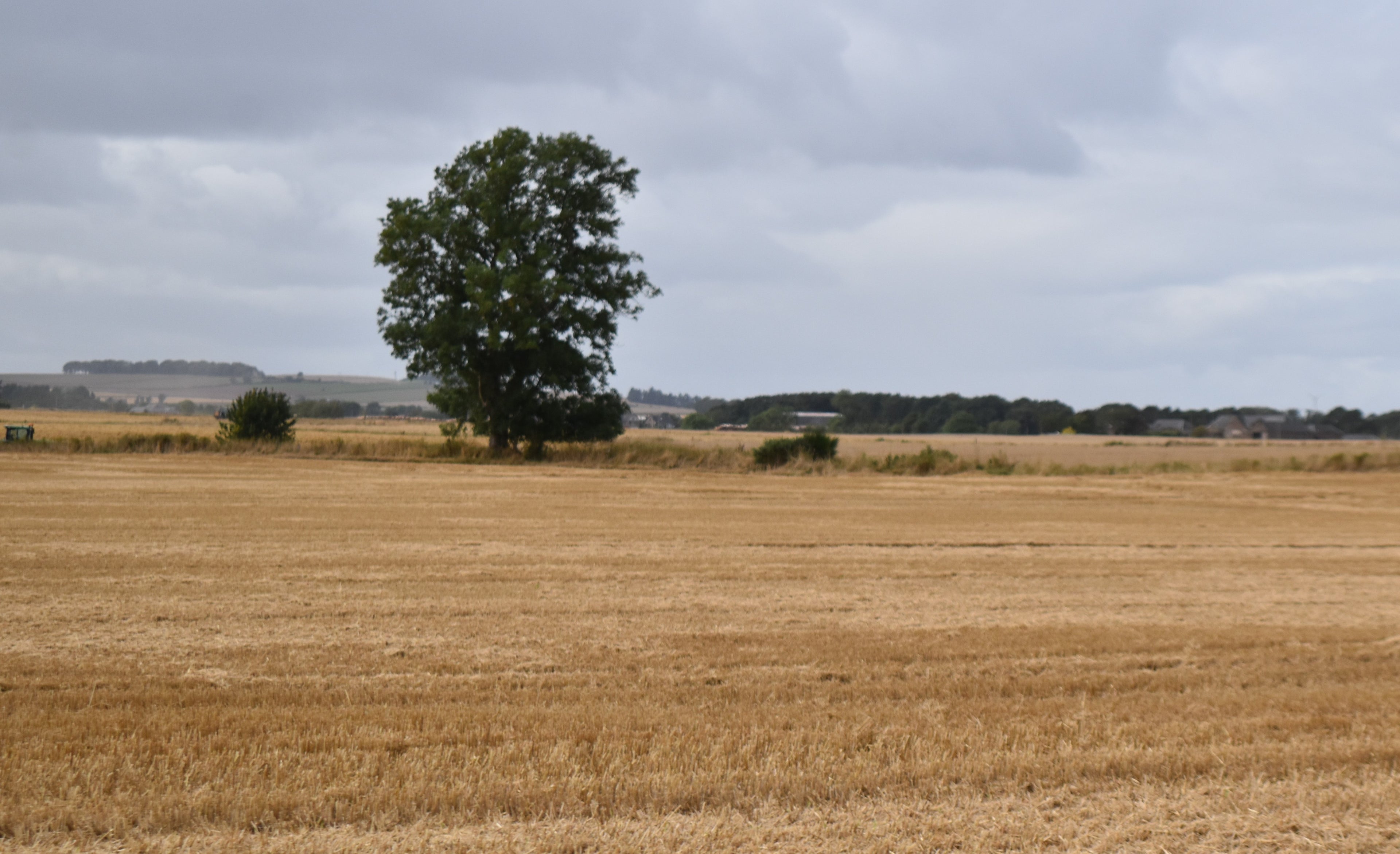 Solitary Sentinel in the Harvest Field