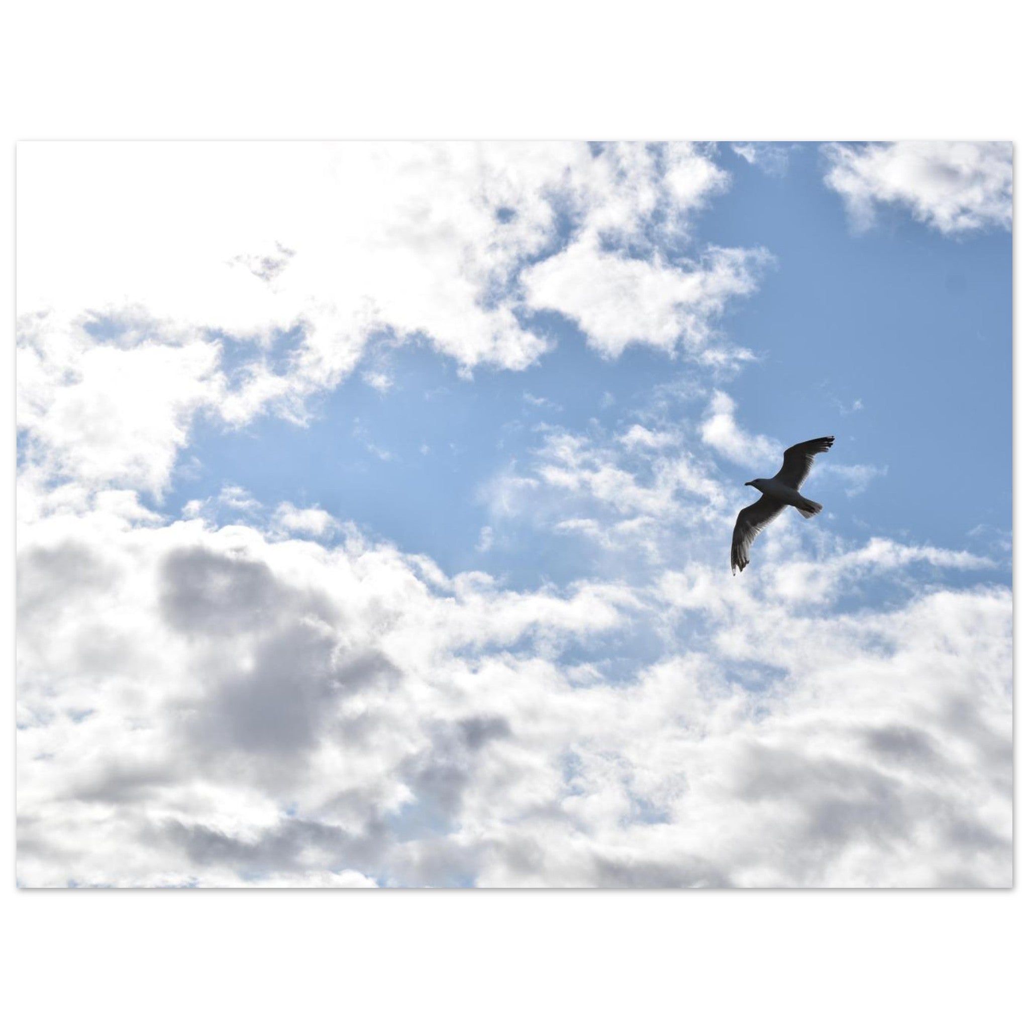 b444726d-85d8-4d50-99cc-059eb0e50648